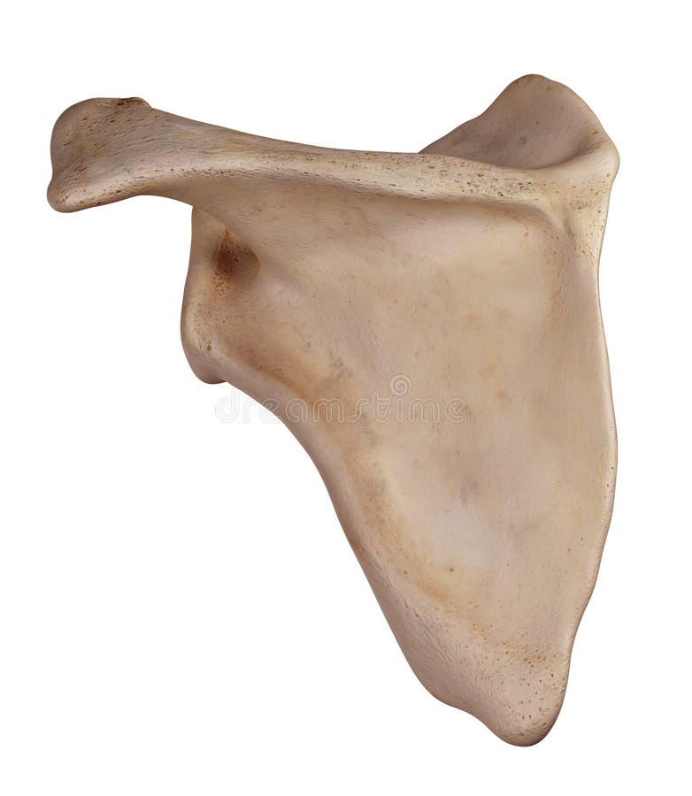 Medically accurate illustration of the scapula. Medically accurate illustration of the scapula