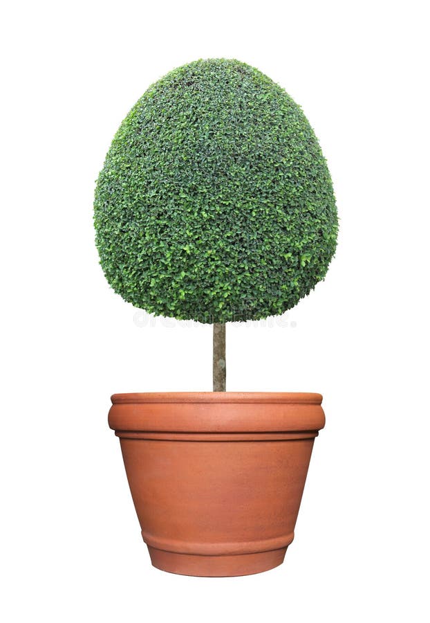 Η ωοειδής μορφή αυγών ψαλίδισε το topiary δέντρο στο εμπορευματοκιβώτιο δοχείων αργίλου τερακότας που απομονώθηκε στο άσπρο υπόβα στοκ φωτογραφία με δικαίωμα ελεύθερης χρήσης Η ωοειδής μορφή αυγών ψαλίδισε το topiary δέντρο στο εμπορευματοκιβώτιο δοχείων αργίλου τερακότας που απομονώθηκε στο άσπρο υπόβα στοκ φωτογραφία με δικαίωμα ελεύθερης χρήσης