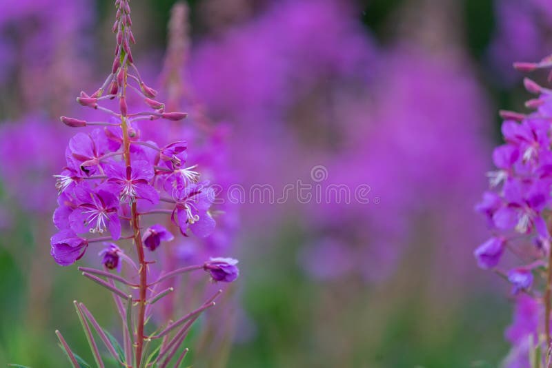 Beautiful Alaska fireweed purple wildflower, blurred background, copy space for text. Beautiful Alaska fireweed purple wildflower, blurred background, copy space for text