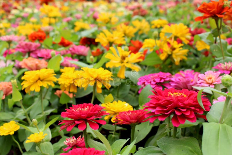 Η όμορφη ζωηρόχρωμη Zinnia Elegans Flowers στο θαυμάσιο υπόβαθρο λουλουδιών στον κήπο για το υπόβαθρο στοκ εικόνες Η όμορφη ζωηρόχρωμη Zinnia Elegans Flowers στο θαυμάσιο υπόβαθρο λουλουδιών στον κήπο για το υπόβαθρο στοκ εικόνες