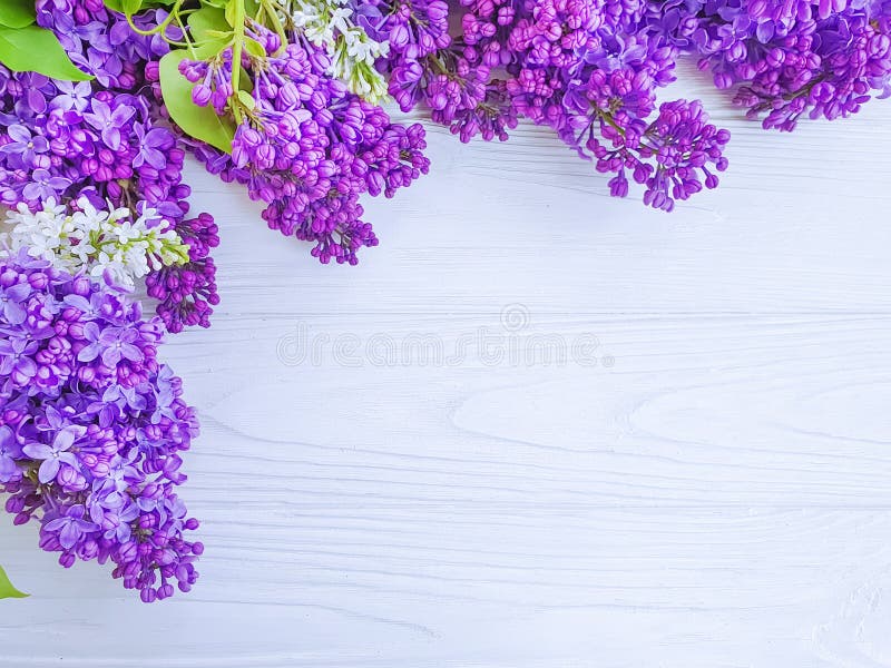Η όμορφη ιώδης θερινή ρομαντική ανθοδέσμη ανθών λουλουδιών summercard καρυκεύει στο άσπρο ξύλινο πλαίσιο υποβάθρου στοκ εικόνα με δικαίωμα ελεύθερης χρήσης Η όμορφη ιώδης θερινή ρομαντική ανθοδέσμη ανθών λουλουδιών summercard καρυκεύει στο άσπρο ξύλινο πλαίσιο υποβάθρου στοκ εικόνα με δικαίωμα ελεύθερης χρήσης