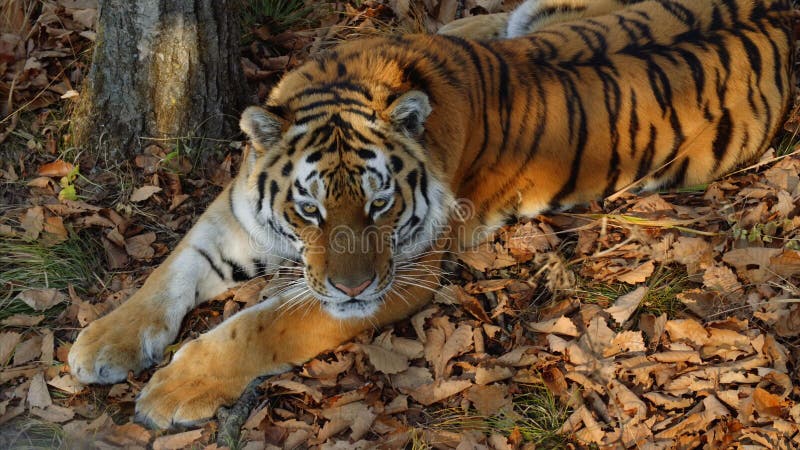 Η όμορφη τίγρη amur βρίσκεται και κοιτάζει επίμονα σε κάποιο Πάρκο σαφάρι Primorsky, Ρωσία