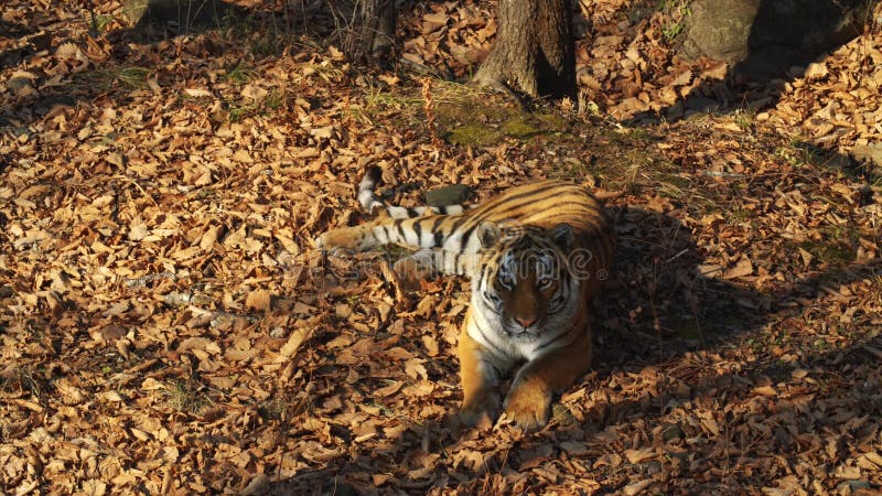 Η όμορφη τίγρη amur βρίσκεται και κοιτάζει επίμονα σε κάποιο Πάρκο σαφάρι Primorsky, Ρωσία