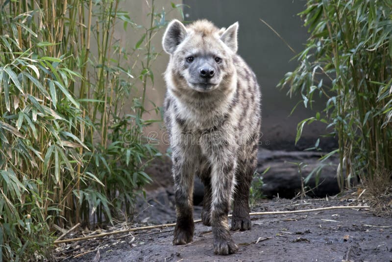 The hyena resembles a dog, he is very vicious. The hyena resembles a dog, he is very vicious