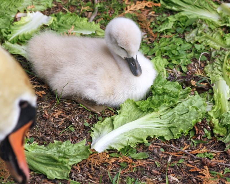 One week old baby Mute Swan laying on ground surrounded by lettuce leaves for eating. Mother swan in foreground watching. One week old baby Mute Swan laying on ground surrounded by lettuce leaves for eating. Mother swan in foreground watching