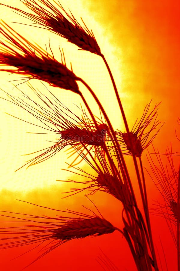 Corn field with barley from a Sunset. Corn field with barley from a Sunset