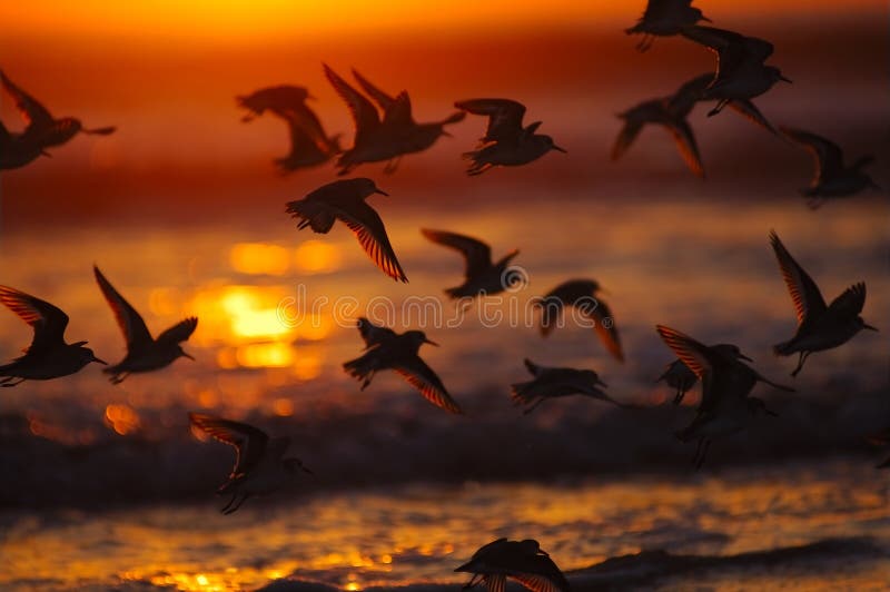 A group of water birds took off at sunset. A group of water birds took off at sunset