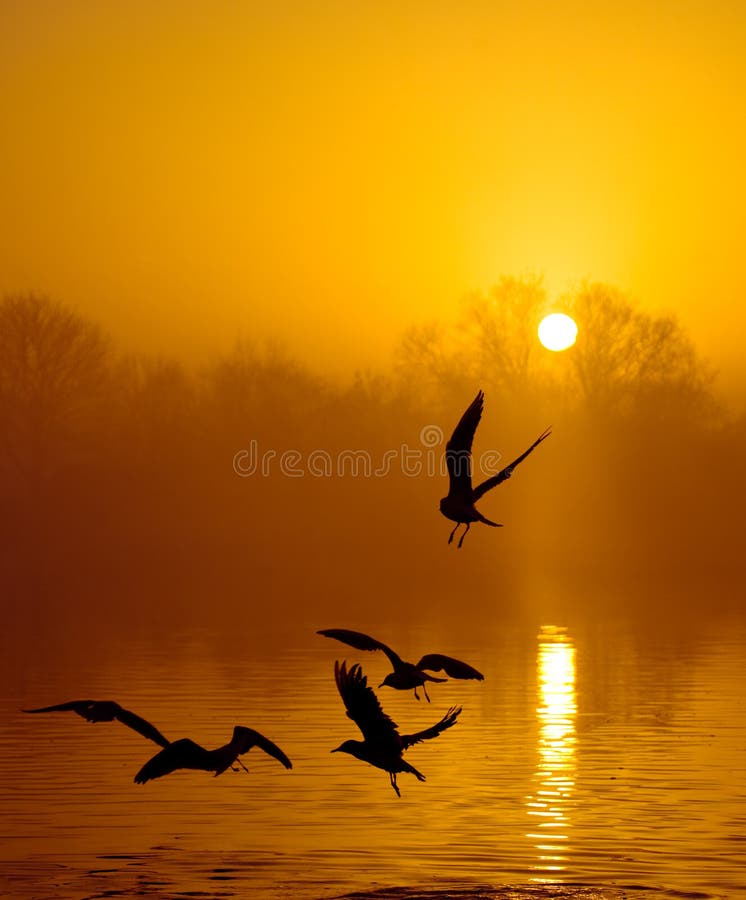 Sunset in fog with birds. Sunset in fog with birds