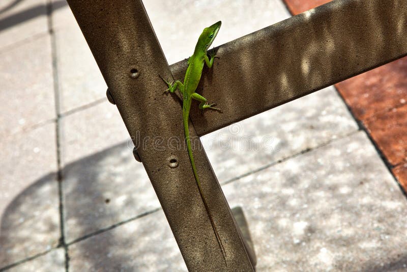 Ηλιοθεραπεία σαυρών Anole στοκ εικόνες Ηλιοθεραπεία σαυρών Anole στοκ εικόνες