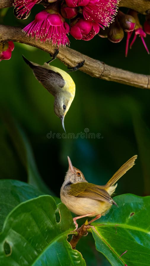 Ηλιοτρόπιος με υποστήριξη ελιάς και Common Taiorbird που κοιτούν ο ένας τον άλλο στη μηλιαία μηλιά στοκ φωτογραφία με δικαίωμα ελεύθερης χρήσης