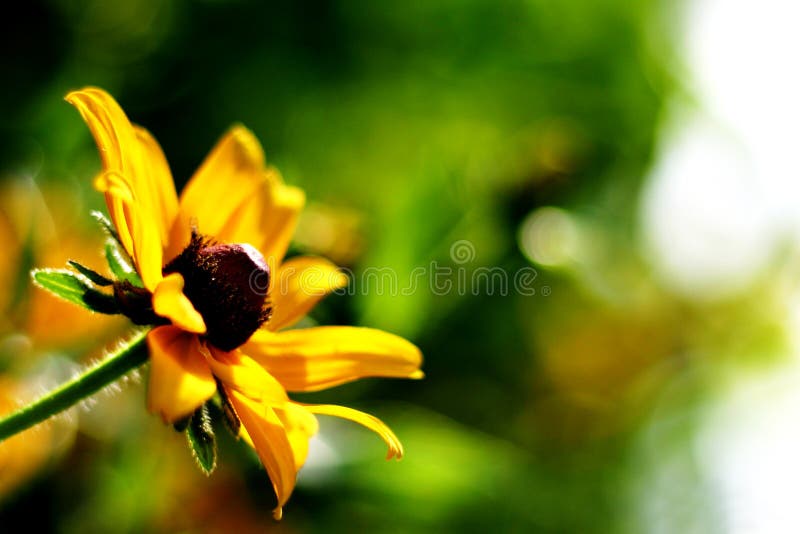 ηλιοφώτιστο wildflower κίτρινο στοκ φωτογραφίες ηλιοφώτιστο wildflower κίτρινο στοκ φωτογραφίες