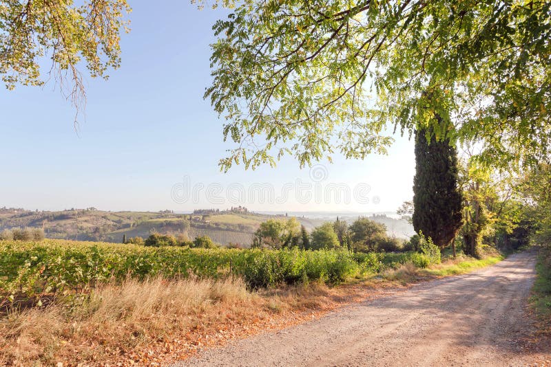 Ηλιόλουστο πρωί στην αγροτική Τοσκάνη Δρόμος επαρχίας πέρα από τον αμπελώνα με τα ώριμα σταφύλια κρασιού στην Ιταλία στοκ εικόνες Ηλιόλουστο πρωί στην αγροτική Τοσκάνη Δρόμος επαρχίας πέρα από τον αμπελώνα με τα ώριμα σταφύλια κρασιού στην Ιταλία στοκ εικόνες