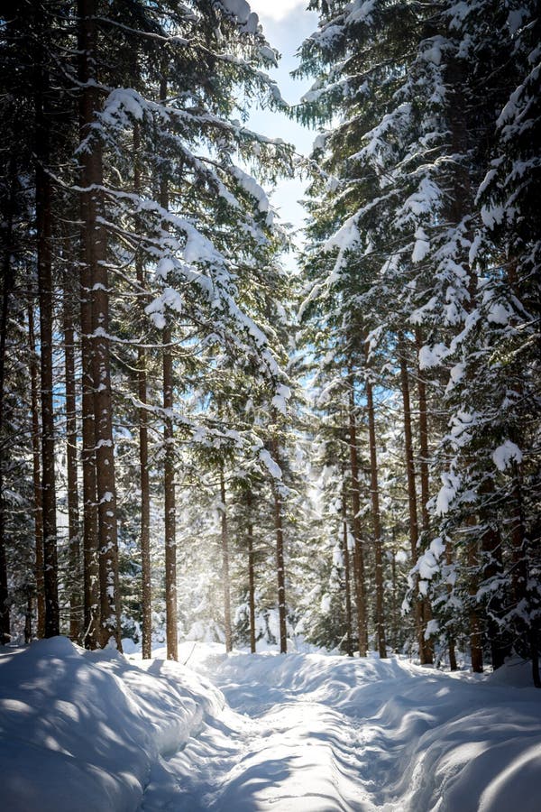 Winter landscape with footpath, snowy trees and blue sky, nature, outdoors, adventure, beautiful, austria, wilderness, salzburg, woodland, walking, wonderland, wintry, forest, route, timberland, scenic, hoar, january, holiday, sun, sunshine, view, trip, branch, cold, scene, outside, weather, idyll, mountain, vacation, christmas, spirituality, unison, december, season, tourism. Winter landscape with footpath, snowy trees and blue sky, nature, outdoors, adventure, beautiful, austria, wilderness, salzburg, woodland, walking, wonderland, wintry, forest, route, timberland, scenic, hoar, january, holiday, sun, sunshine, view, trip, branch, cold, scene, outside, weather, idyll, mountain, vacation, christmas, spirituality, unison, december, season, tourism