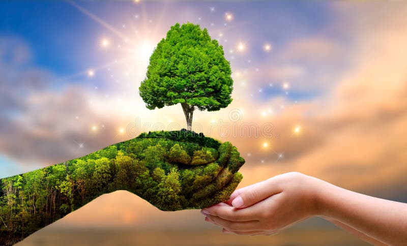 Ημέρα της Γης για το περιβάλλον στα χέρια των δένδρων που καλλιεργούν σπορόφυτα Πράσινο φόντο Θηλυκό δένδρο στο φυσικό πεδίο