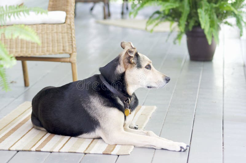 A cute medium-sized dog keeps a watchful eye open for visitors under cover of a porch on a hot summer day. A cute medium-sized dog keeps a watchful eye open for visitors under cover of a porch on a hot summer day.