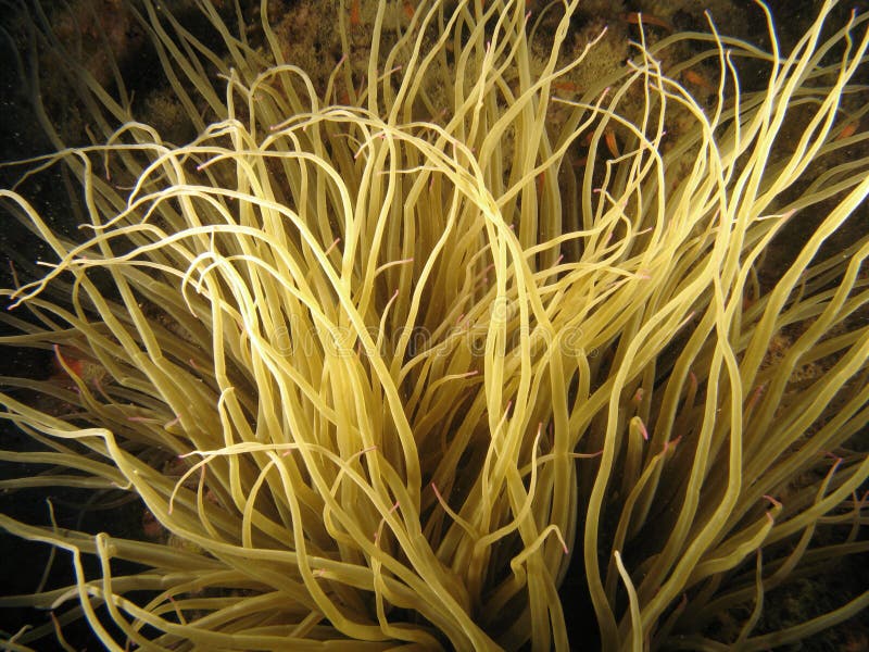 Sea Anemone. Taken in the wild, no aquarium. Sea Anemone. Taken in the wild, no aquarium.