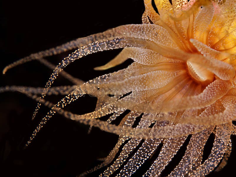 Underwater photo of an yellow sea anemone. Underwater photo of an yellow sea anemone