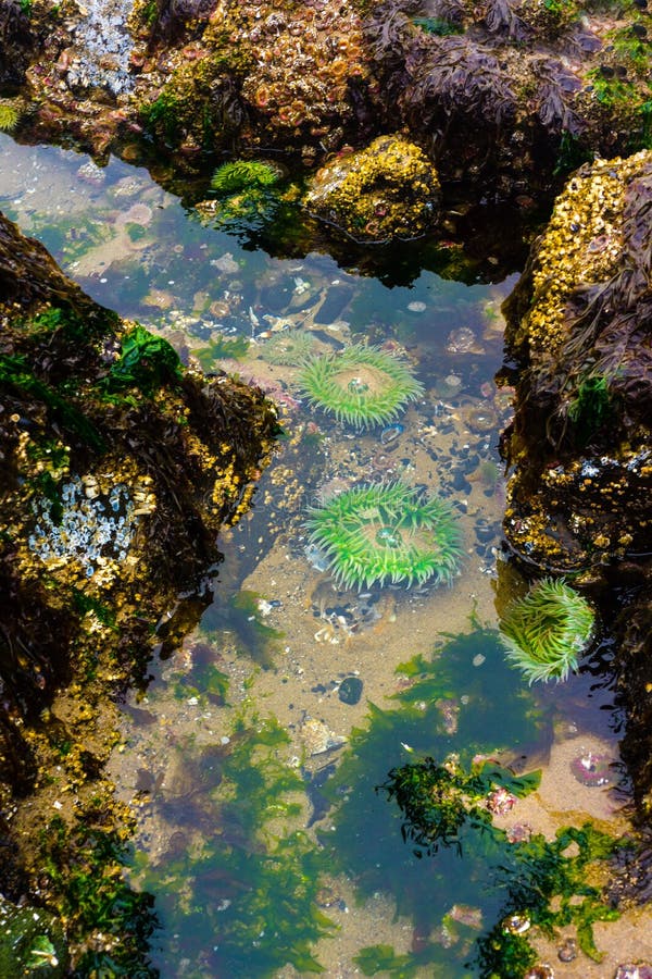 Low tide reveals seaweed kelp in tide pools. Sea Life, ocean. Location: Cannon Beach, Oregon, USA. Low tide reveals seaweed kelp in tide pools. Sea Life, ocean. Location: Cannon Beach, Oregon, USA