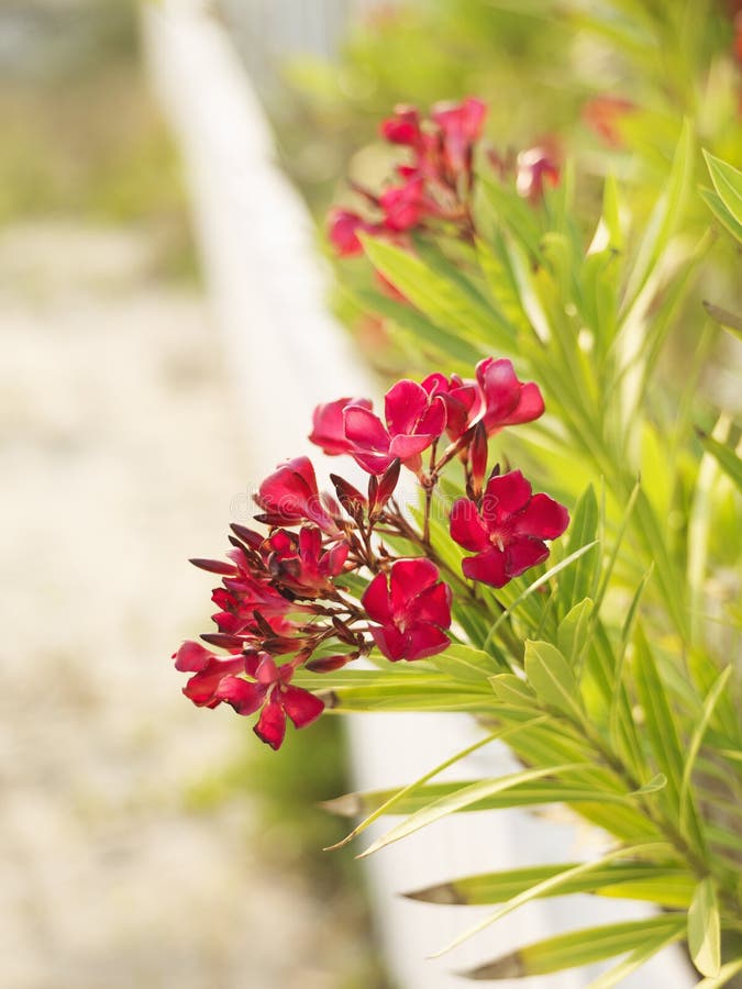 Flowering oleander bush at beach behind white fence. Flowering oleander bush at beach behind white fence.