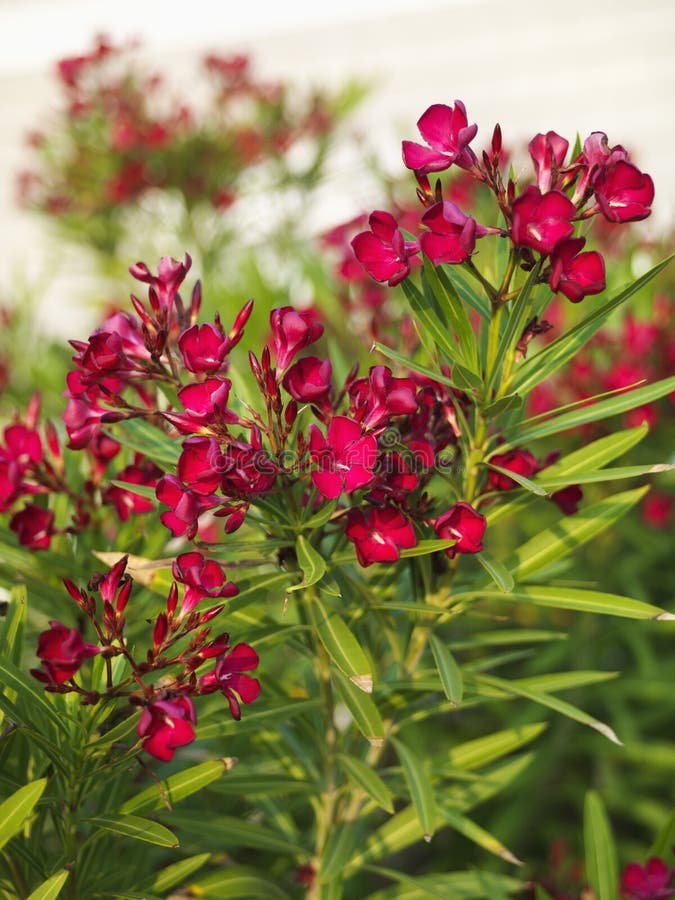 A Red flowering oleander bush. A Red flowering oleander bush.