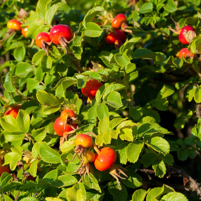 Rose hip bush in sunset light. Rose hip bush in sunset light