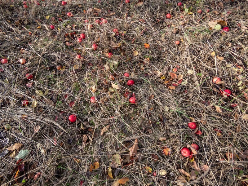 View of the ground with fallen pink apples among dry grass in bright sunlight in autumn. View of the ground with fallen pink apples among dry grass in bright sunlight in autumn