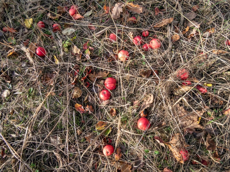 View of the ground with fallen pink apples among dry grass in bright sunlight in autumn. View of the ground with fallen pink apples among dry grass in bright sunlight in autumn