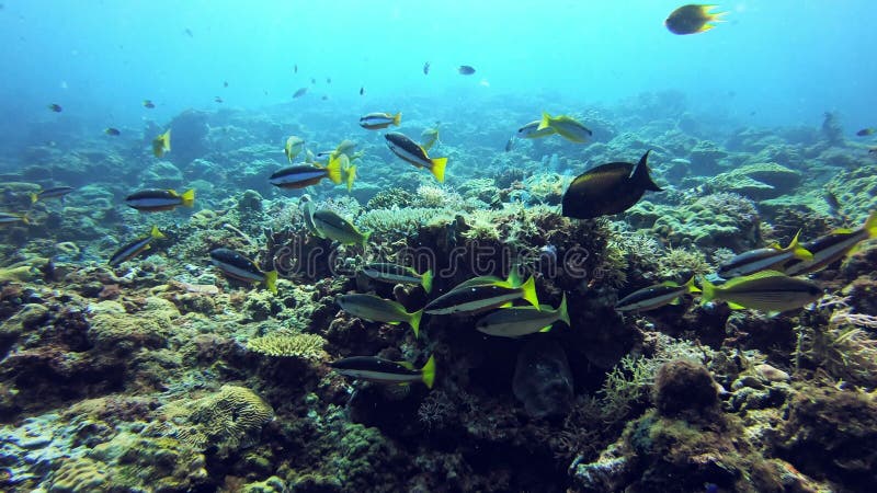 θαλάσσια αλιεία και νερό με τροπικό θαλάσσιο κοραλλιογενή ύφαλο και φύκια με υποβρύχια ζώα. φύση ταξιδίου