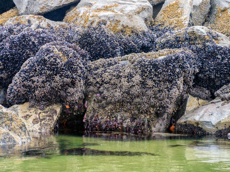 Sea life,Star Fish,Anemone,Mussels and Kelp on the rocks of a Tide Pool on a Beach along the Oregon coastline in the Pacific Northwest. Sea life,Star Fish,Anemone,Mussels and Kelp on the rocks of a Tide Pool on a Beach along the Oregon coastline in the Pacific Northwest