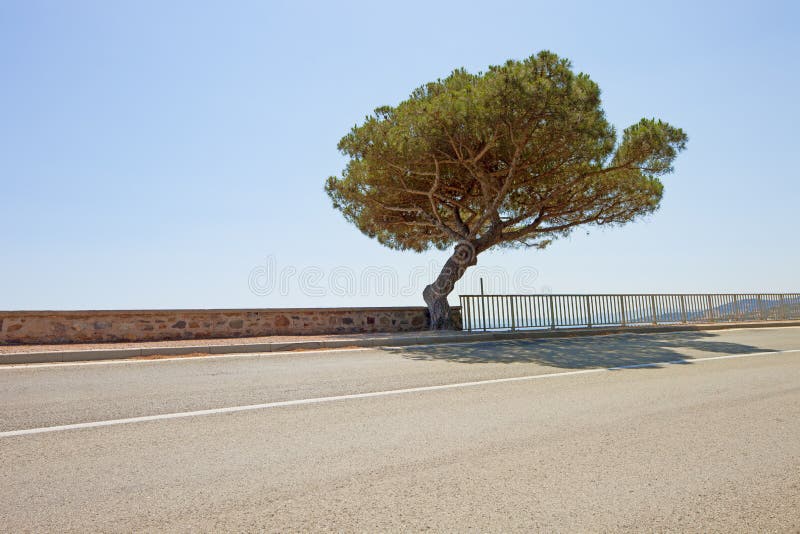 Θαλάσσιος δρόμος δέντρων πεύκων σε Άγιο Tropez. Προβηγκία στοκ εικόνες