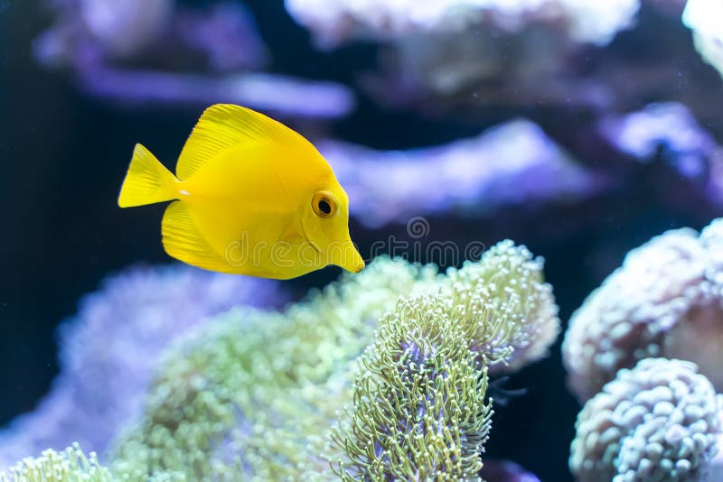 Zebrasoma salt water aquarium fish in sea. Zebrasoma salt water aquarium fish in sea