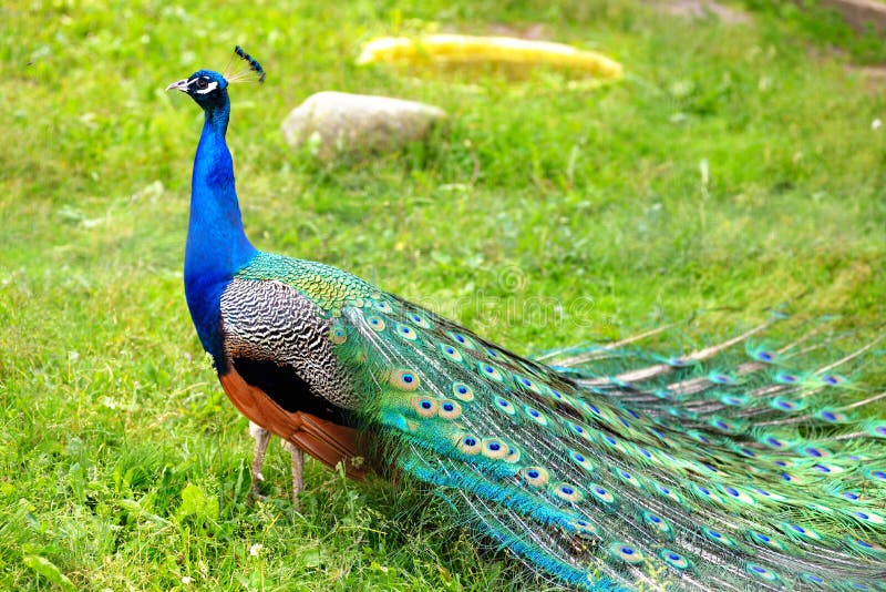 Θαυμάσιο peacock με τα φτερά έξω