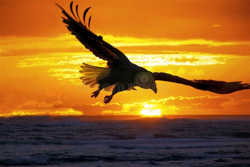 Bald Eagle soaring over ocean water at sunset, searching for fish. Bald Eagle soaring over ocean water at sunset, searching for fish.