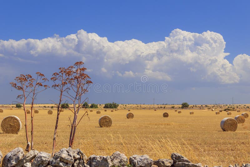 ΘΕΡΙΝΟ τοπίο Εθνικό πάρκο της Alta Murgia: δέματα αχύρου στους συγκομισμένους τομείς καλαμποκιού - (Apulia) ΙΤΑΛΙΑ στοκ εικόνες με δικαίωμα ελεύθερης χρήσης ΘΕΡΙΝΟ τοπίο Εθνικό πάρκο της Alta Murgia: δέματα αχύρου στους συγκομισμένους τομείς καλαμποκιού - (Apulia) ΙΤΑΛΙΑ στοκ εικόνες με δικαίωμα ελεύθερης χρήσης