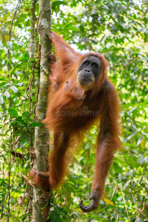 Θηλυκή orangutan ένωση σε ένα δέντρο στοκ εικόνα