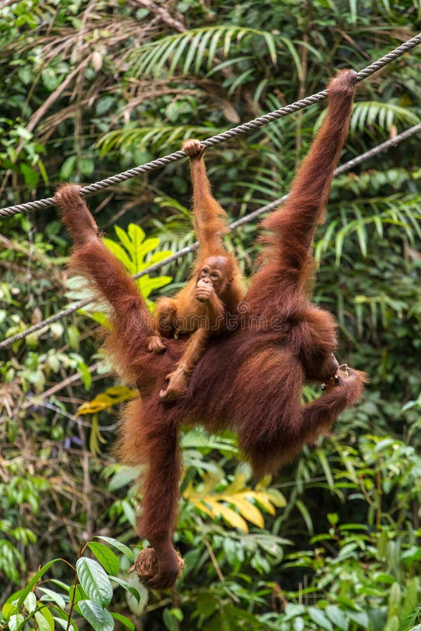 Θηλυκή orangutan ένωση στο σχοινί στοκ εικόνες με δικαίωμα ελεύθερης χρήσης