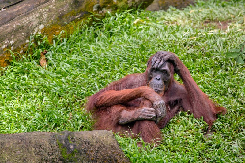 Θηλυκή orangutan συνεδρίαση στη χλόη στοκ εικόνα με δικαίωμα ελεύθερης χρήσης
