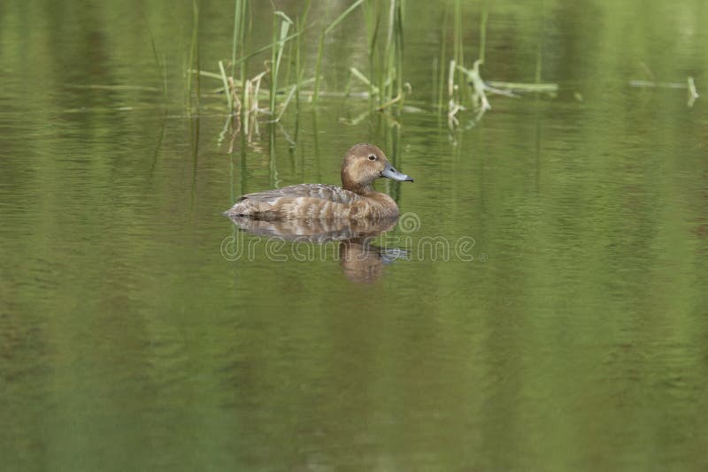 A female redhead duck in a pond near Hauser Lake, Idaho. A female redhead duck in a pond near Hauser Lake, Idaho.