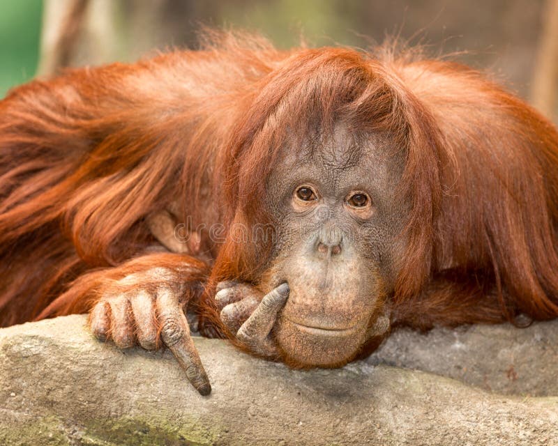 Θηλυκό orangutan πορτρέτο στοκ φωτογραφίες