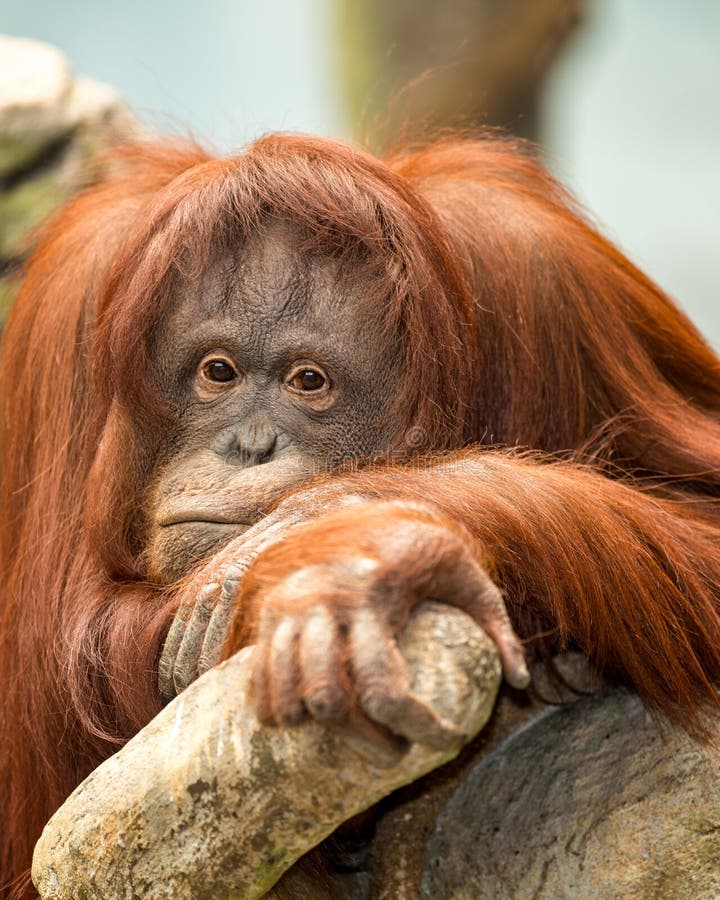 Θηλυκό orangutan πορτρέτο στοκ εικόνες