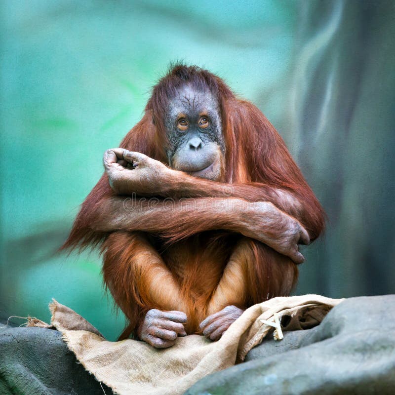 Θηλυκό orangutan πορτρέτο στοκ φωτογραφία