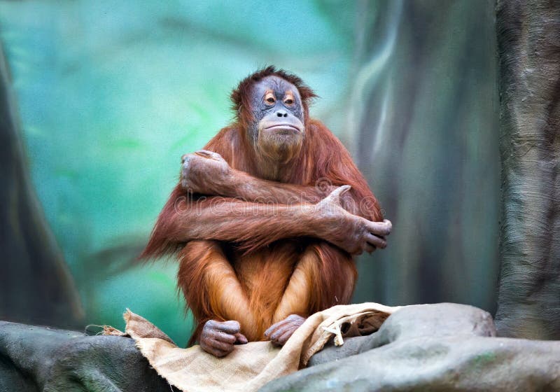 Θηλυκό orangutan πορτρέτο στοκ εικόνα
