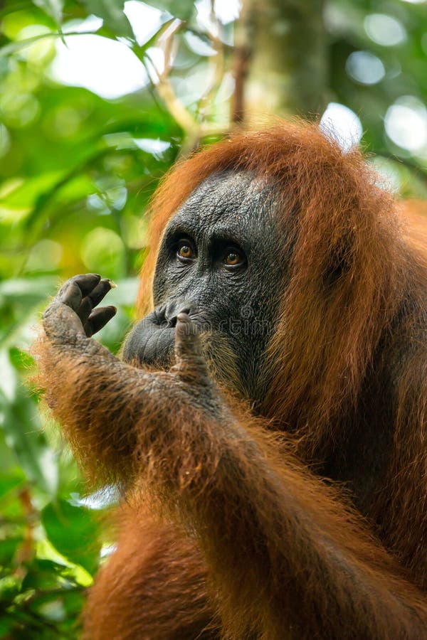 Θηλυκό orangutan πορτρέτο στο εθνικό πάρκο Gunung Leuser στοκ φωτογραφία
