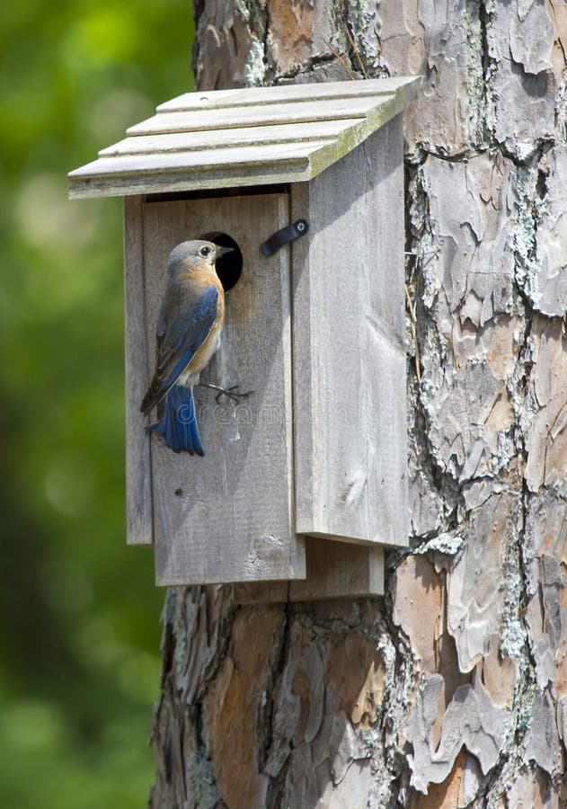 Θηλυκό ανατολικό Bluebird που σκαρφαλώνει σε ένα Birdhouse στοκ εικόνες Θηλυκό ανατολικό Bluebird που σκαρφαλώνει σε ένα Birdhouse στοκ εικόνες
