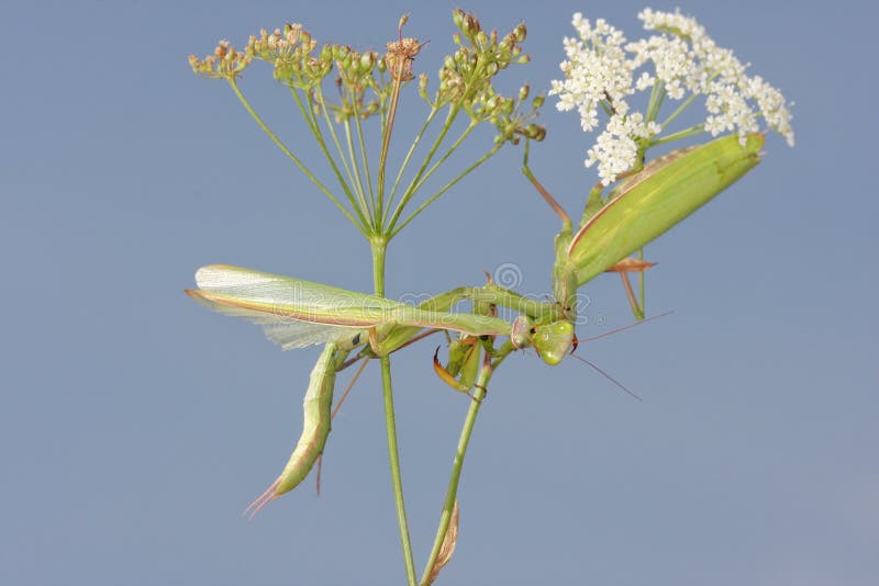Θηλυκό των mantis επίκλησης που τρώει το αρσενικό μετά από να ζευγαρώσει στοκ εικόνες