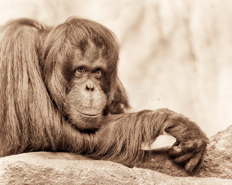 Θηλυκός orangutan στοκ φωτογραφία με δικαίωμα ελεύθερης χρήσης