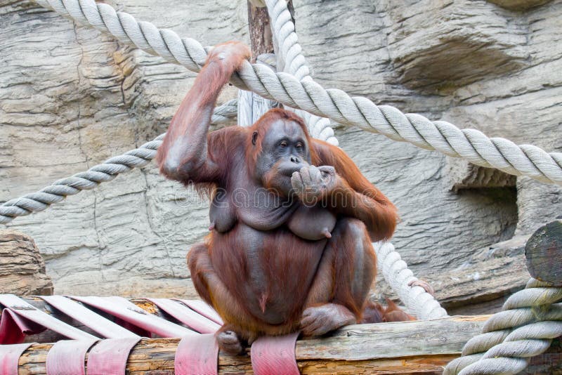Θηλυκός Orangutan στοκ φωτογραφία
