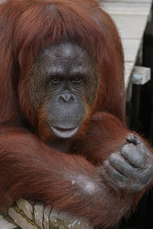 Θηλυκός Orangutan στοκ εικόνα με δικαίωμα ελεύθερης χρήσης