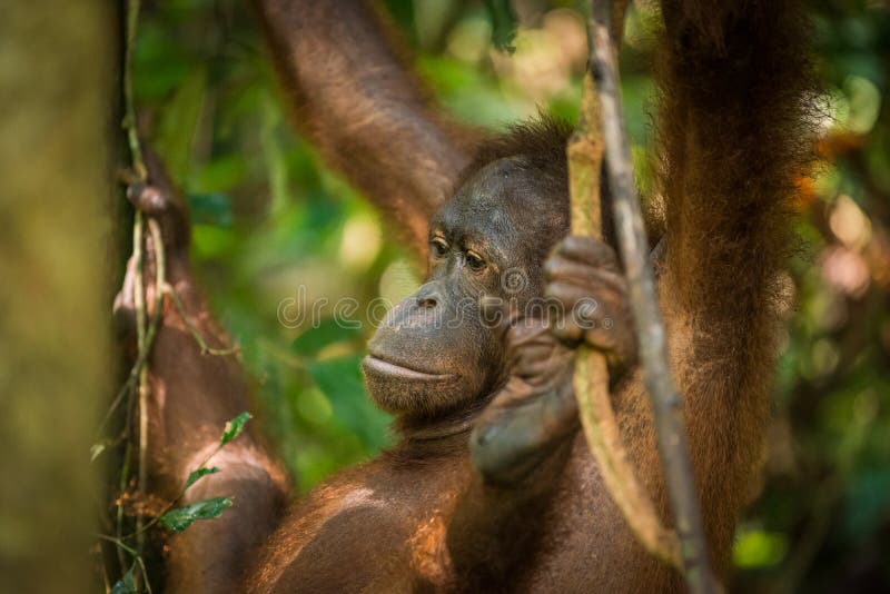 Θηλυκός Orangutan στοκ εικόνες
