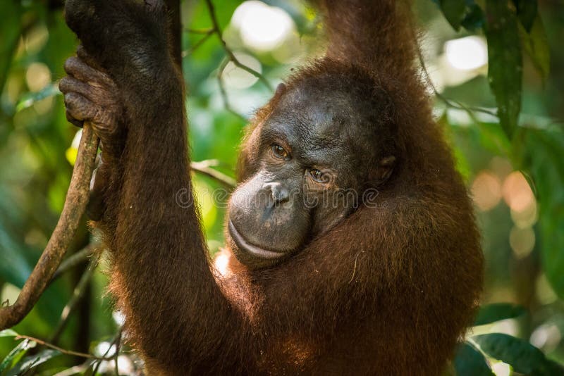 Θηλυκός Orangutan στοκ εικόνες
